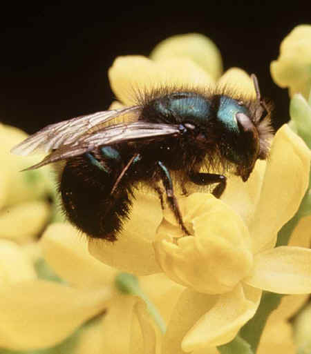 Trees for Bees and Other Pollinators