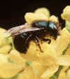 BlueOrchardBee.jpg (39073 bytes)